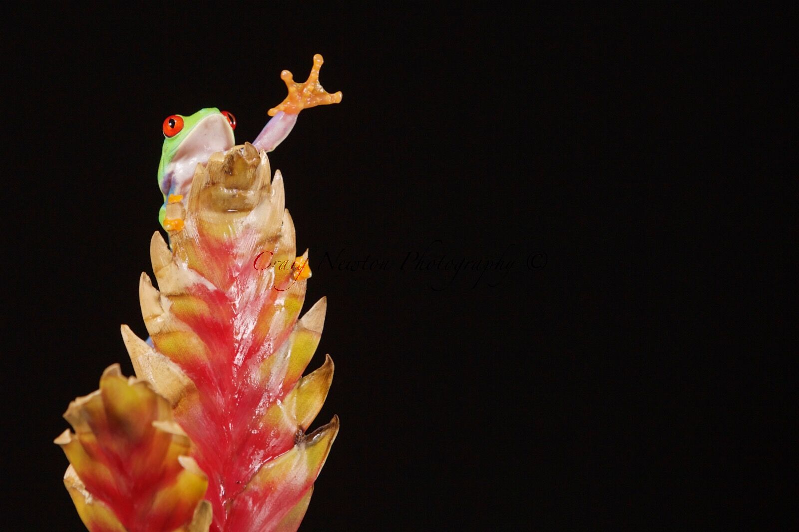 Red-Eyed Tree Frog (Agalychnis callidryas), Controlled Conditions