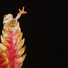 Red-Eyed Tree Frog (Agalychnis callidryas), Controlled Conditions