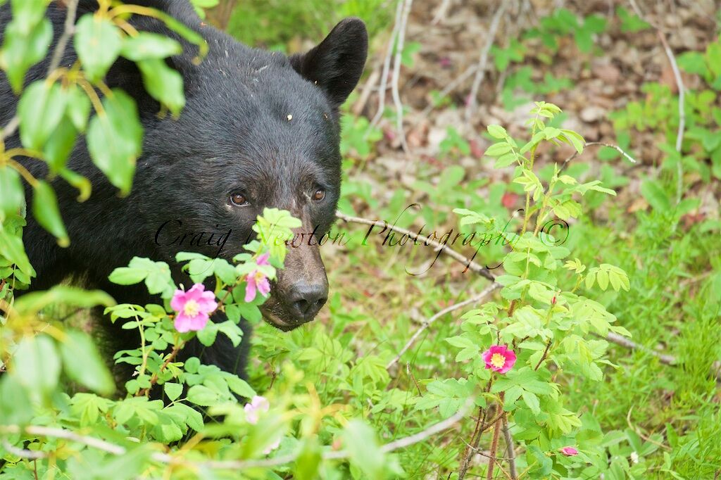 American Black Bear (Ursus americans), Jasper NP, Alberta, Canada