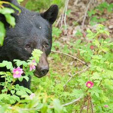 American Black Bear (Ursus americans), Jasper NP, Alberta, Canada