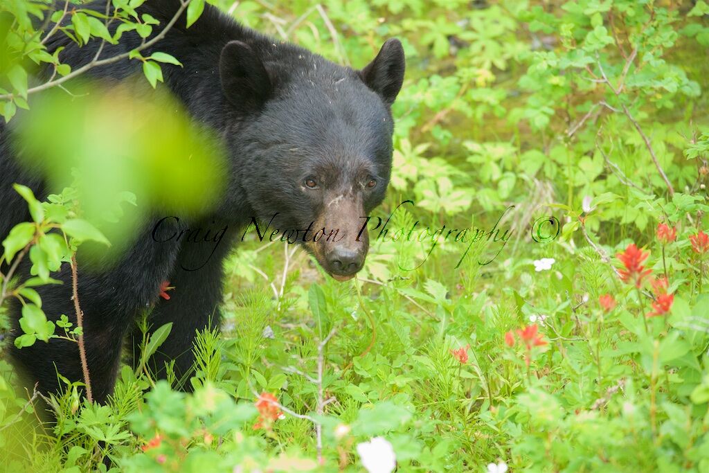 American Black Bear (Ursus americans), Jasper NP, Alberta, Canada