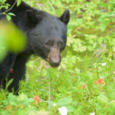 American Black Bear (Ursus americans), Jasper NP, Alberta, Canada