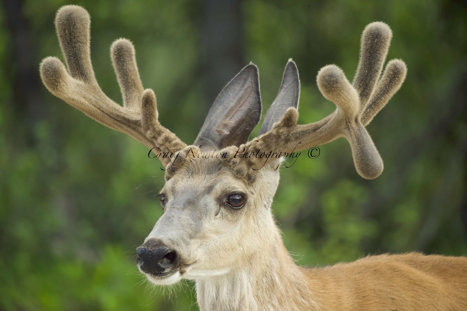 Rocky Mountain Mule Deer (Odocoileus hemionus hemionus), Jasper NP, Alberta, Canada