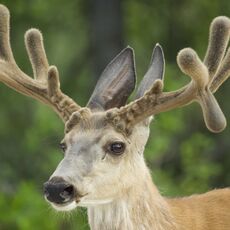 Rocky Mountain Mule Deer (Odocoileus hemionus hemionus), Jasper NP, Alberta, Canada