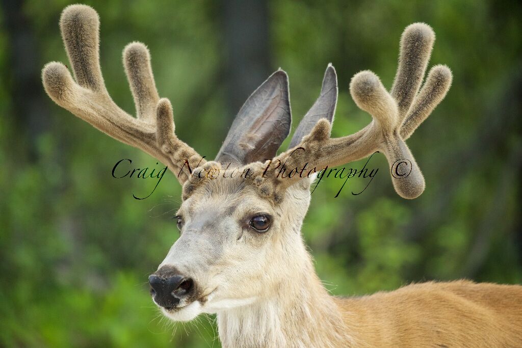 Rocky Mountain Mule Deer (Odocoileus hemionus hemionus), Jasper NP, Alberta, Canada