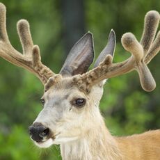 Rocky Mountain Mule Deer (Odocoileus hemionus hemionus), Jasper NP, Alberta, Canada
