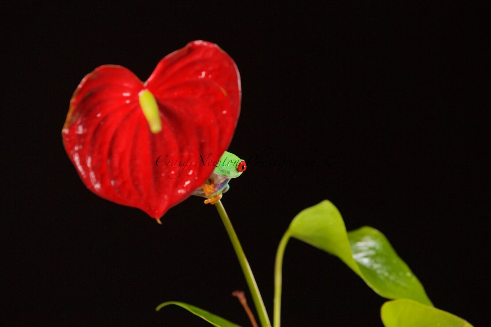 Red-Eyed Tree Frog (Agalychnis callidryas), Controlled Conditions