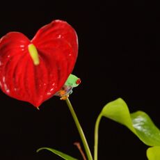 Red-Eyed Tree Frog (Agalychnis callidryas), Controlled Conditions