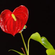 Red-Eyed Tree Frog (Agalychnis callidryas), Controlled Conditions