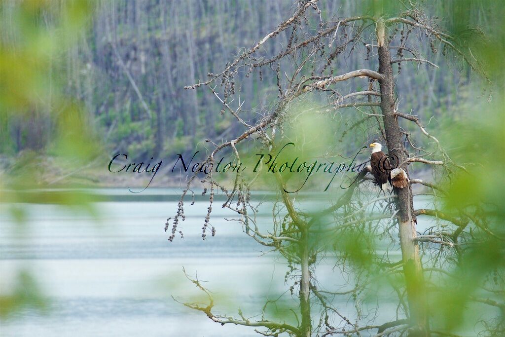 Bald Eagle (Haliaeetus leucocephalus), Jasper NP, Alberta, Canada