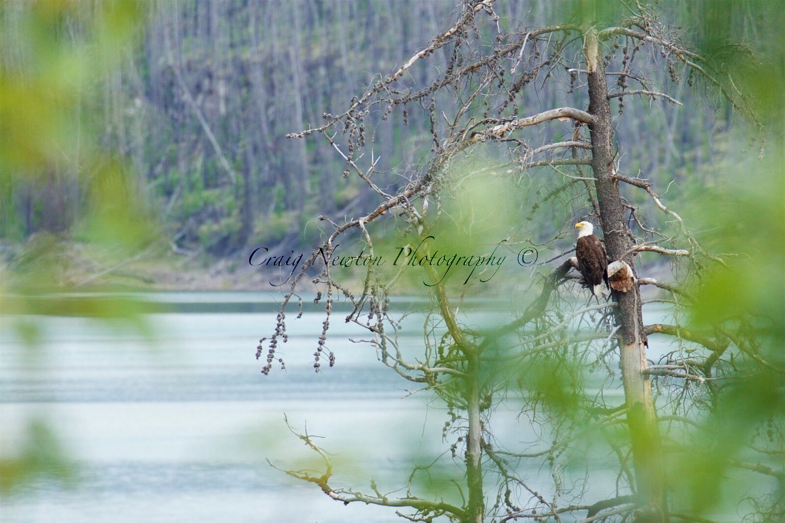 Bald Eagle (Haliaeetus leucocephalus), Jasper NP, Alberta, Canada