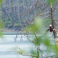 Bald Eagle (Haliaeetus leucocephalus), Jasper NP, Alberta, Canada