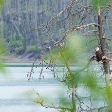 Bald Eagle (Haliaeetus leucocephalus), Jasper NP, Alberta, Canada