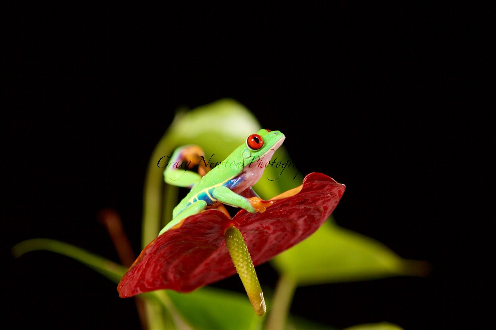 Red-Eyed Tree Frog (Agalychnis callidryas), Controlled Conditions