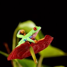 Red-Eyed Tree Frog (Agalychnis callidryas), Controlled Conditions