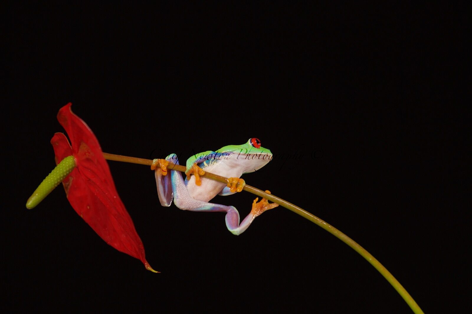 Red-Eyed Tree Frog (Agalychnis callidryas), Controlled Conditions
