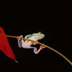 Red-Eyed Tree Frog (Agalychnis callidryas), Controlled Conditions