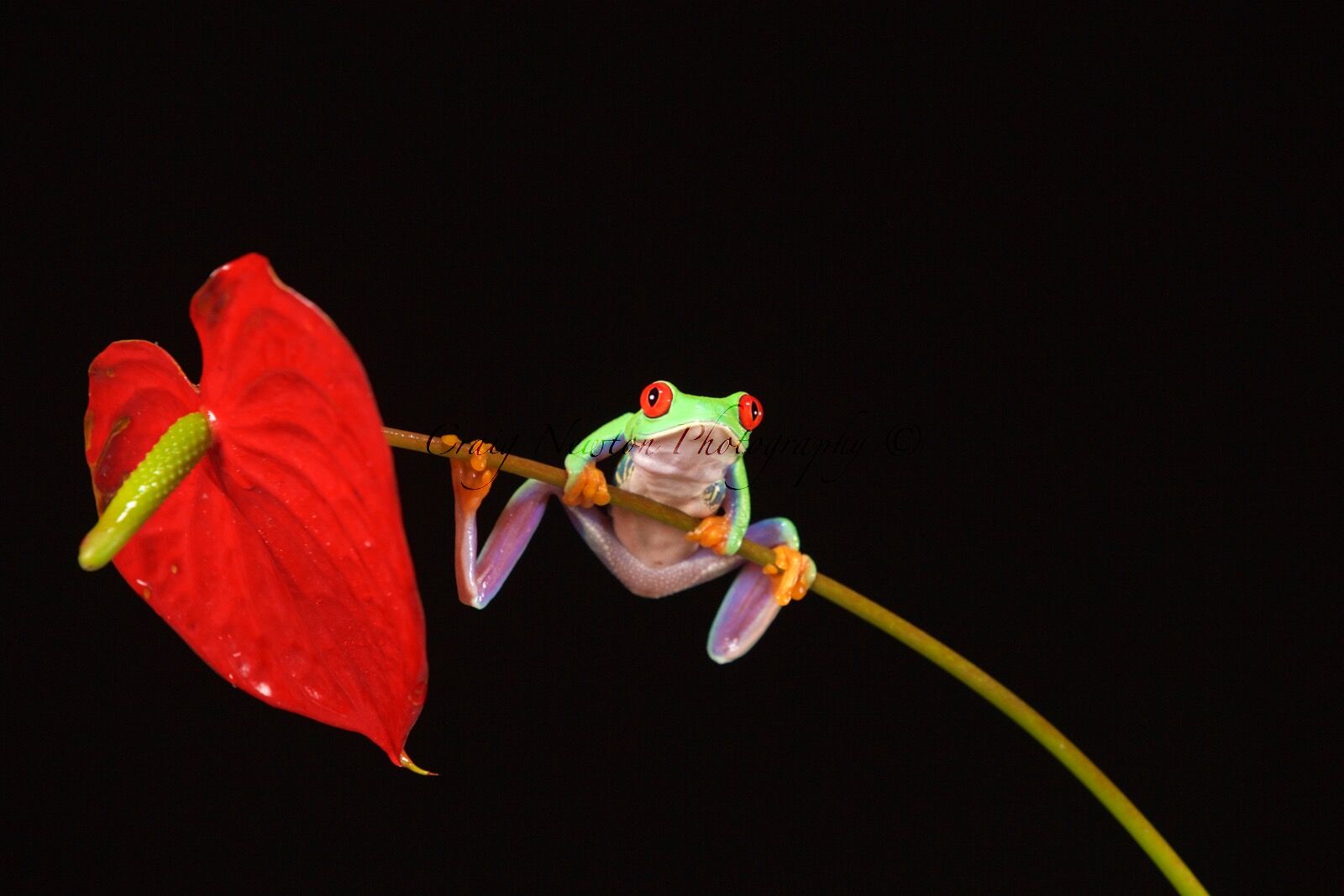 Red-Eyed Tree Frog (Agalychnis callidryas), Controlled Conditions