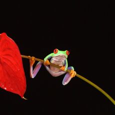Red-Eyed Tree Frog (Agalychnis callidryas), Controlled Conditions