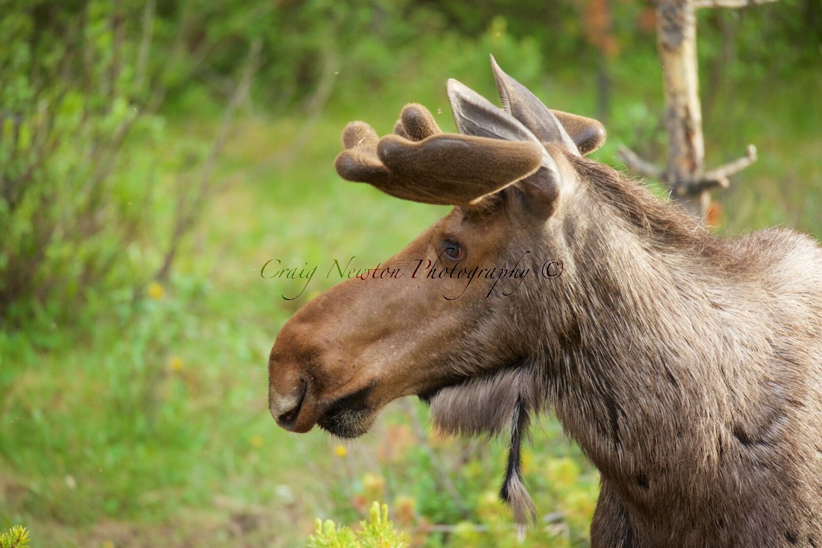 Moose (Alces alces), Jasper NP, Alberta, Canada