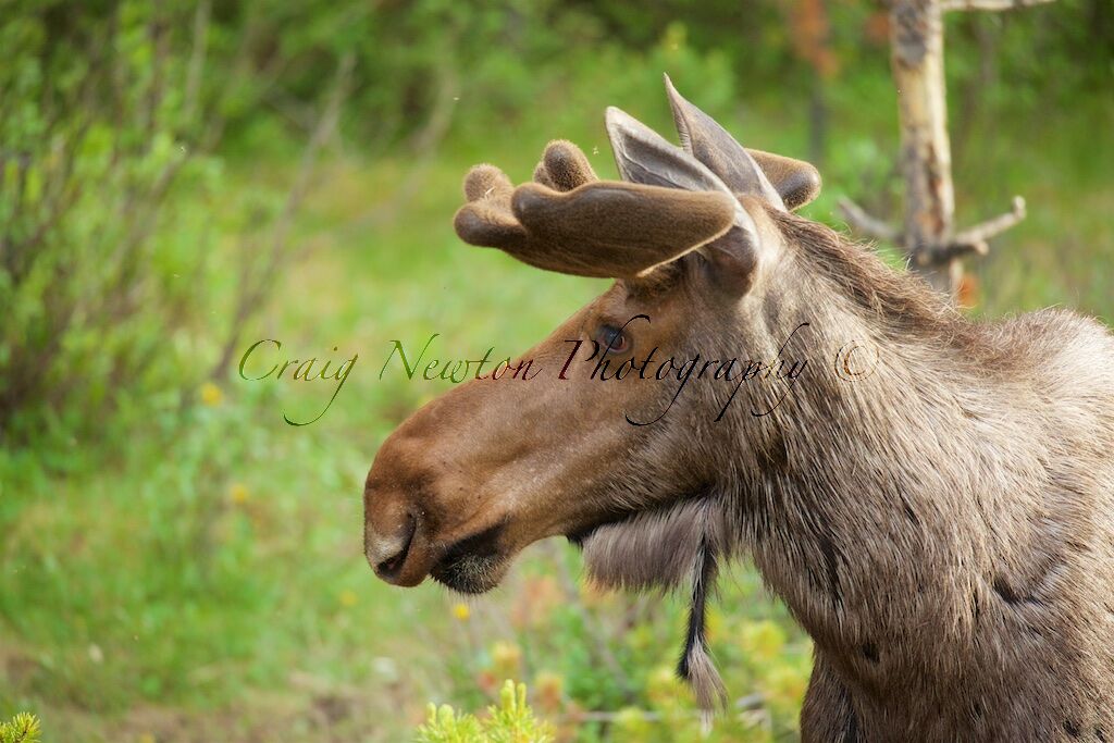 Moose (Alces alces), Jasper NP, Alberta, Canada
