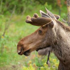 Moose (Alces alces), Jasper NP, Alberta, Canada