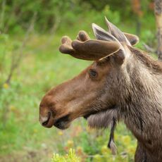 Moose (Alces alces), Jasper NP, Alberta, Canada