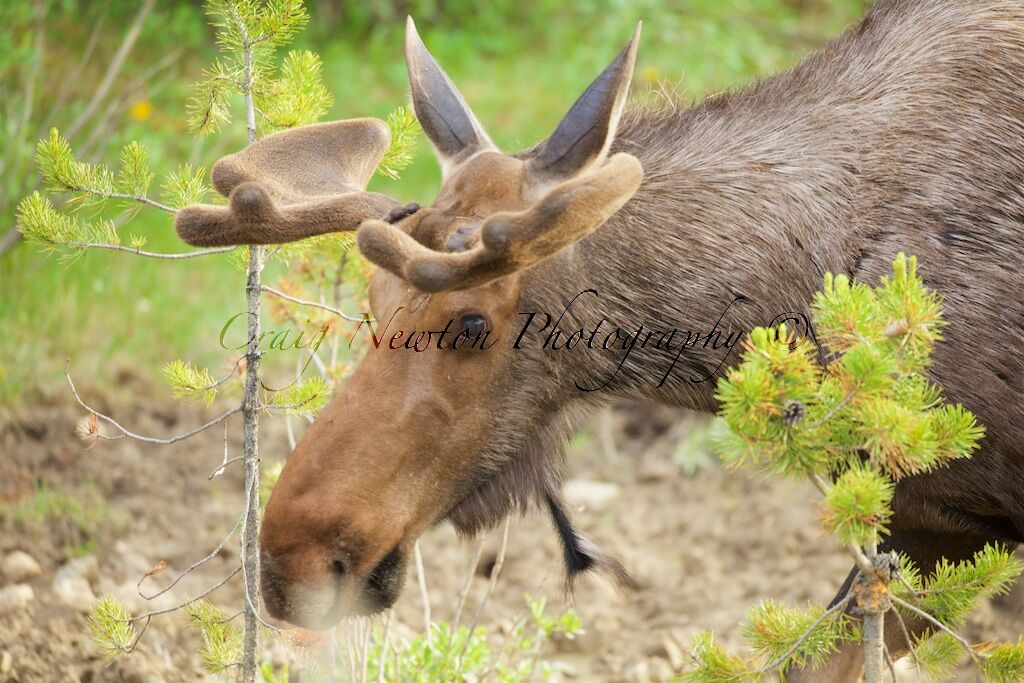Moose (Alces alces), Jasper NP, Alberta, Canada