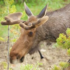 Moose (Alces alces), Jasper NP, Alberta, Canada