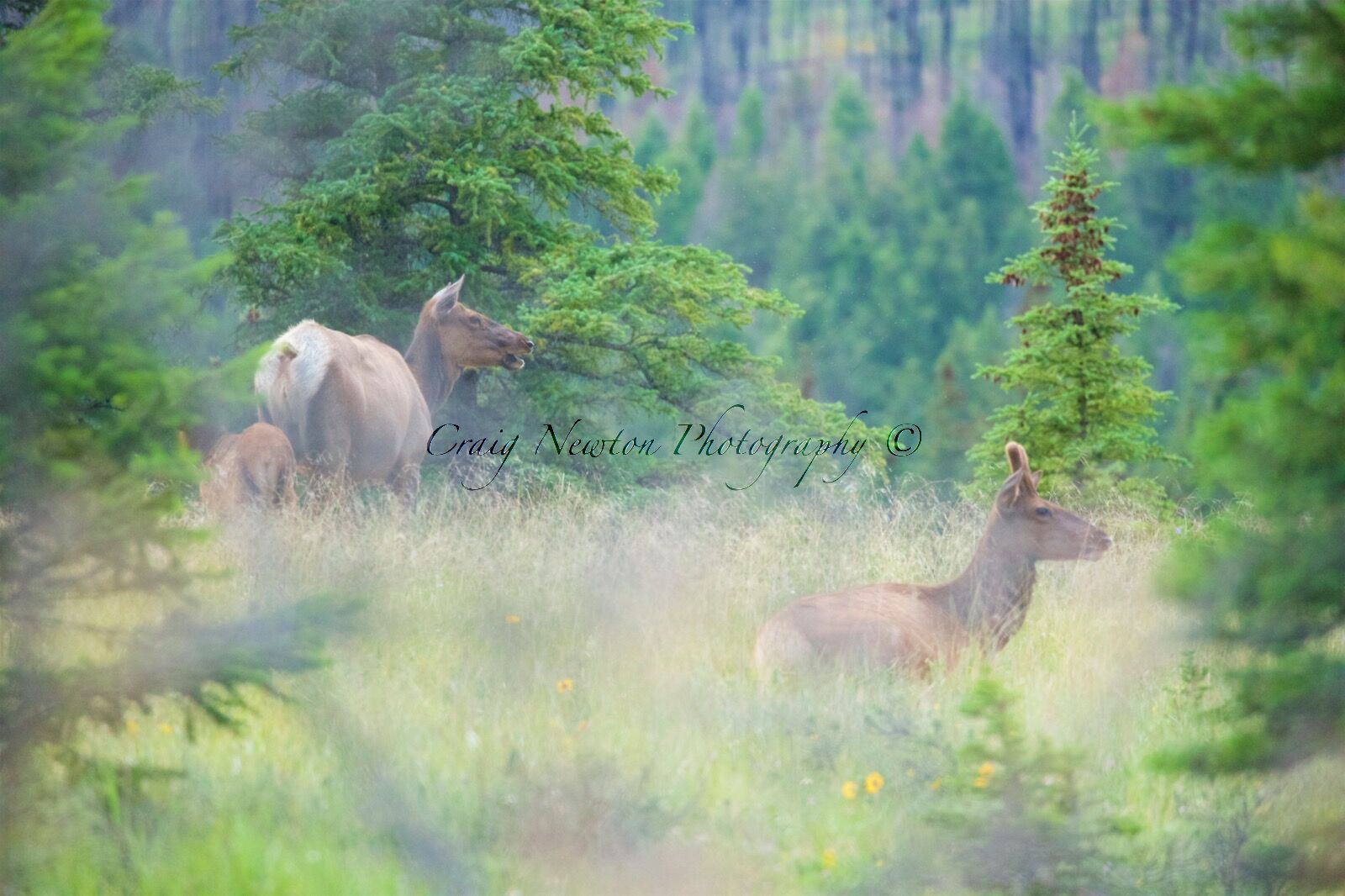Rocky Mountain Elk (Cervus canadensis nelsoni), Jasper NP, Alberta, Canada
