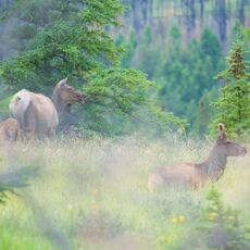 Rocky Mountain Elk (Cervus canadensis nelsoni), Jasper NP, Alberta, Canada
