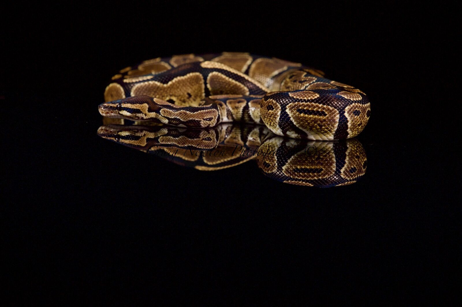 Royal Python (Python regius), Controlled Conditions