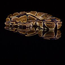 Royal Python (Python regius), Controlled Conditions
