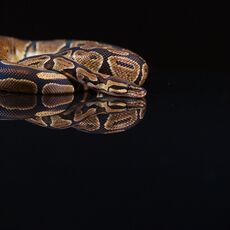 Royal Python (Python regius), Controlled Conditions