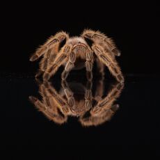 Chilean Rose Tarantula (Grammostola rosea), Controlled Conditions