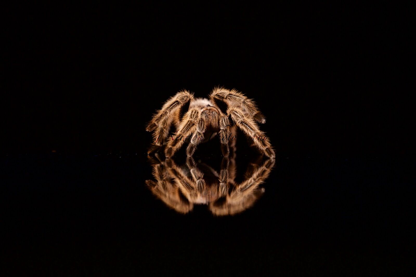 Chilean Rose Tarantula (Grammostola rosea), Controlled Conditions