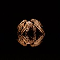 Chilean Rose Tarantula (Grammostola rosea), Controlled Conditions