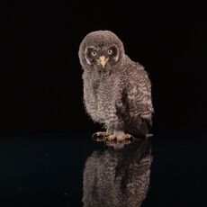 Great Grey Owl Juvenile (Strix nebulosa), Controlled Conditions