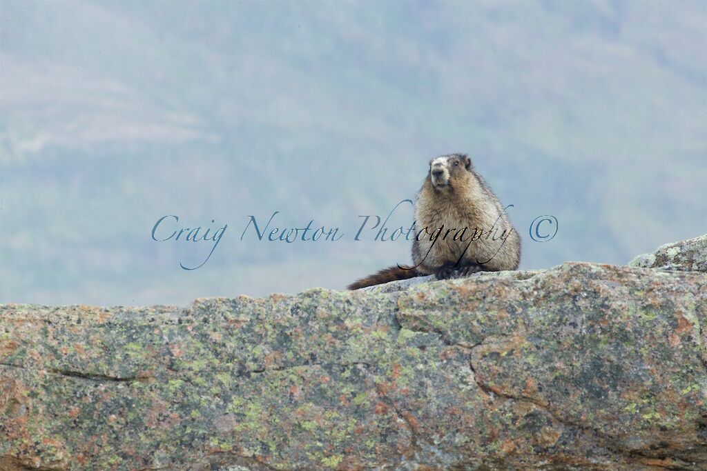 Hoary Marmot (Marmota caligata), Jasper NP, Alberta, Canada