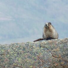 Hoary Marmot (Marmota caligata), Jasper NP, Alberta, Canada