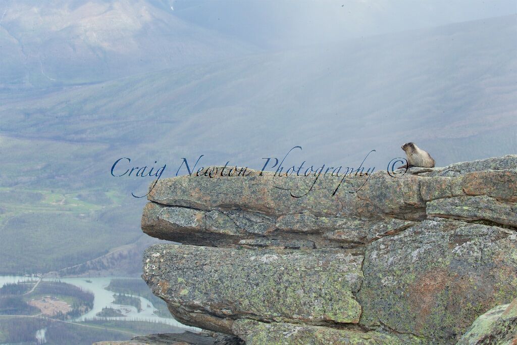 Hoary Marmot (Marmota caligata), Jasper NP, Alberta, Canada