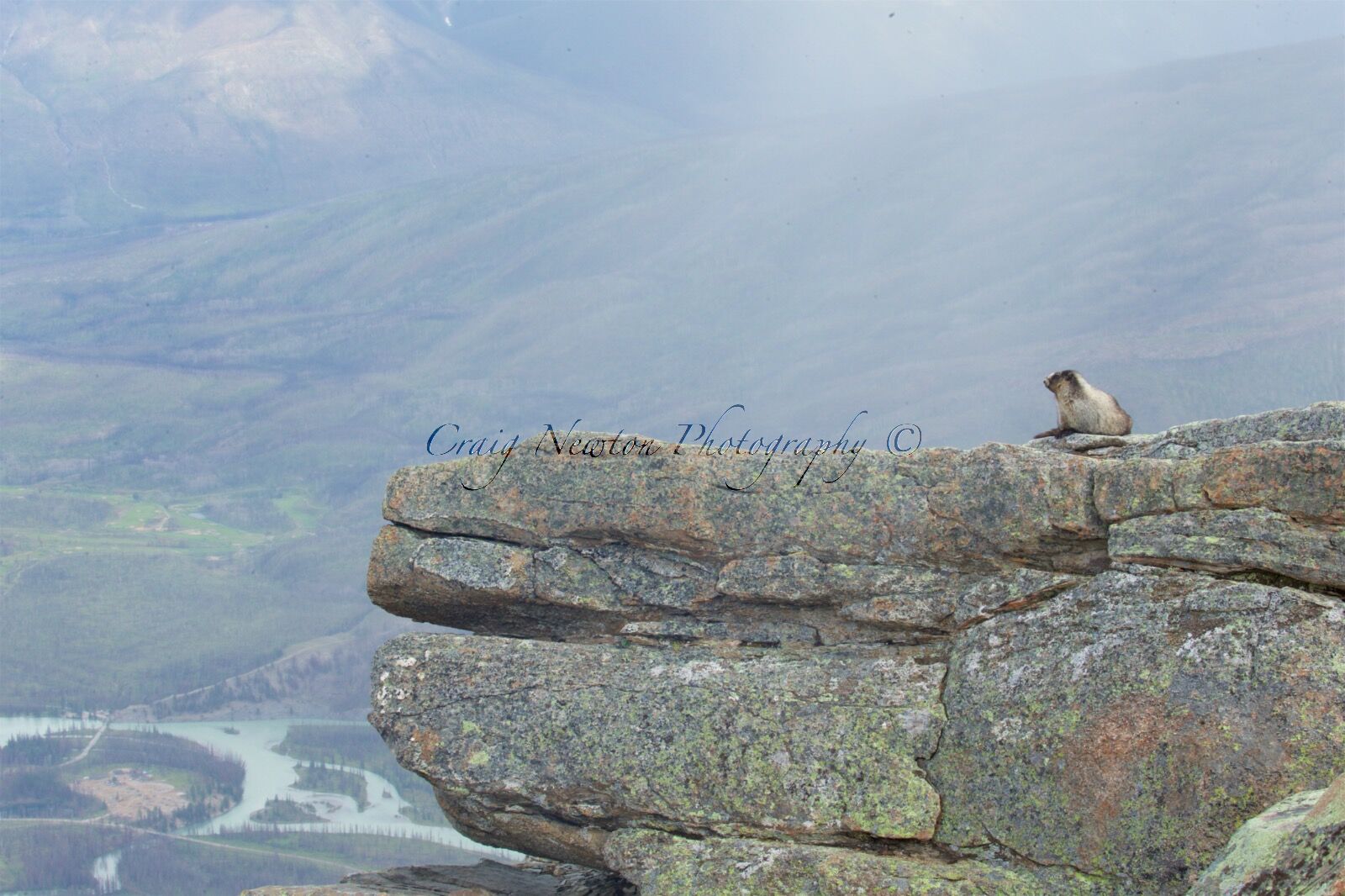 Hoary Marmot (Marmota caligata), Jasper NP, Alberta, Canada