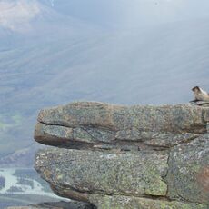 Hoary Marmot (Marmota caligata), Jasper NP, Alberta, Canada