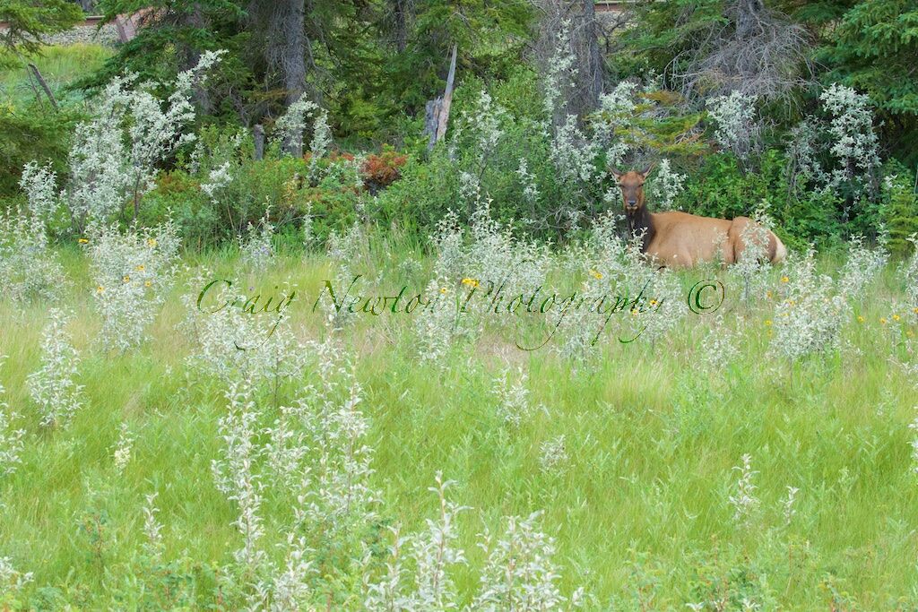 Rocky Mountain Elk (Cervus canadensis nelsoni), Jasper NP, Alberta, Canada