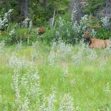 Rocky Mountain Elk (Cervus canadensis nelsoni), Jasper NP, Alberta, Canada