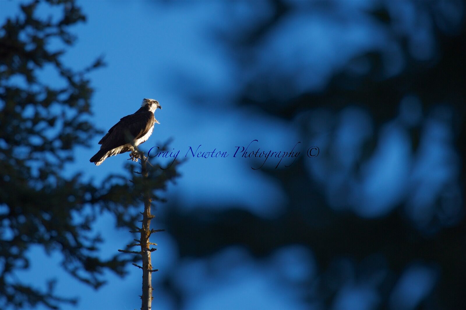 American Osprey (Pandion haliaetus carolinensis), Jasper NP, Alberta, Canada