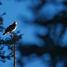 American Osprey (Pandion haliaetus carolinensis), Jasper NP, Alberta, Canada