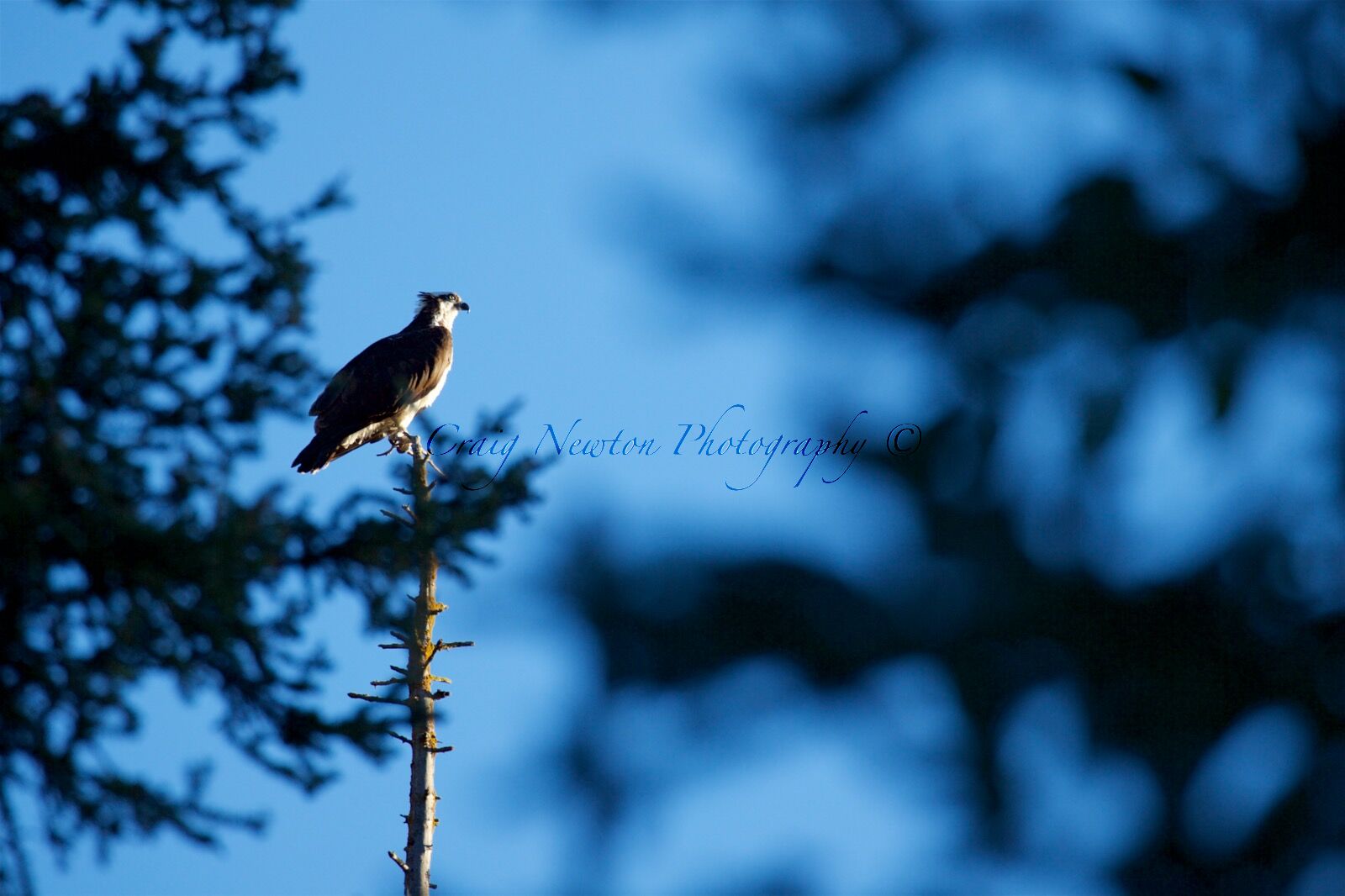 American Osprey (Pandion haliaetus carolinensis), Jasper NP, Alberta, Canada