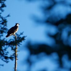American Osprey (Pandion haliaetus carolinensis), Jasper NP, Alberta, Canada