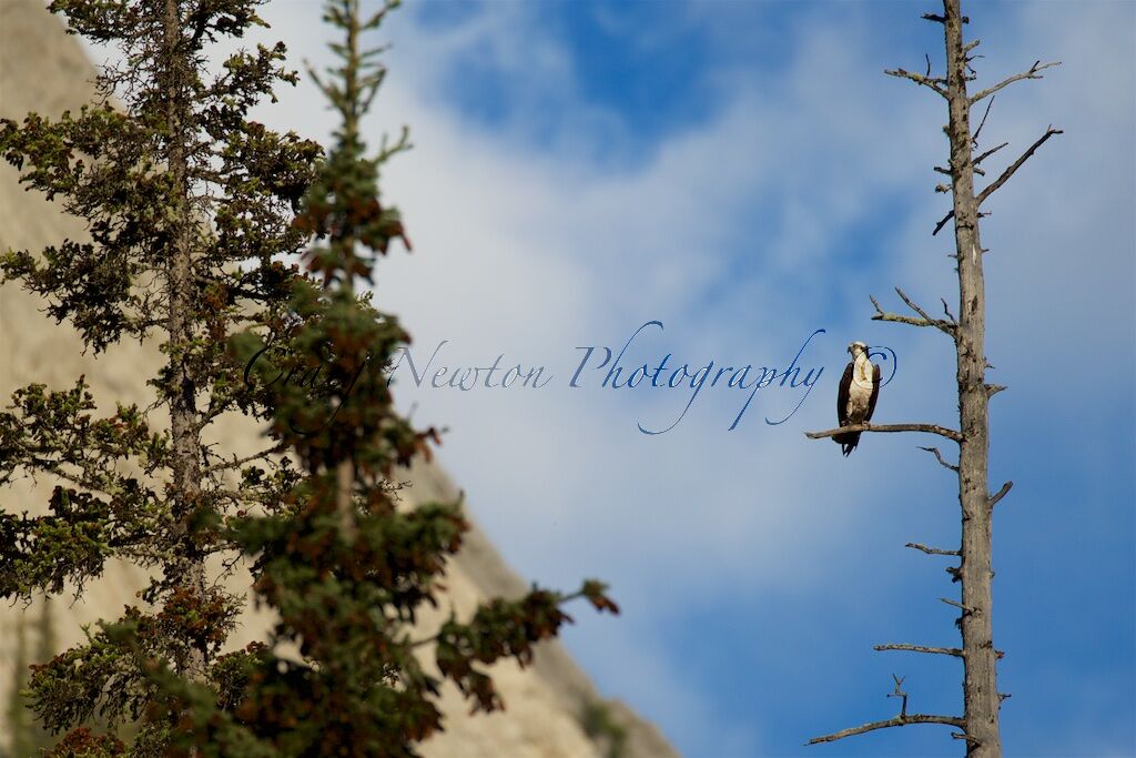 American Osprey (Pandion haliaetus carolinensis), Jasper NP, Alberta, Canada